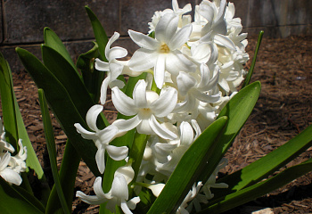 Гиацинт Hyacinthus Edelweiss 