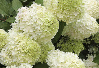 Гортензия метельчатая Hydrangea paniculata Midlayt Summer 