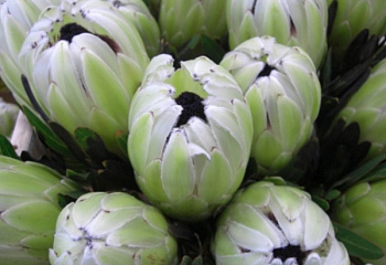 Протея или Сахарный кустарник Protea White Pride 