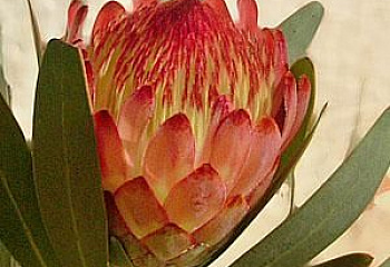 Протея или Сахарный кустарник Protea Robijn 