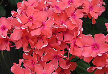 Флокс Phlox Koralle 
