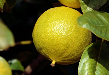 Бергамот, или апельсин-бергамот  Citrus bergamia Castagnaro 