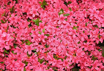 фото: Рододендрон Jane Abbott Pink Рододендрон Jane Abbott Pink