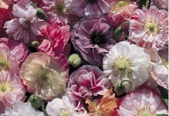 Мак Papaver Angels Choir 