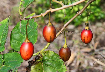 Тамарилло или Томатное дерево Cyphomandra betacea  