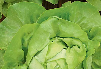 Салат Lettuce Cassini 