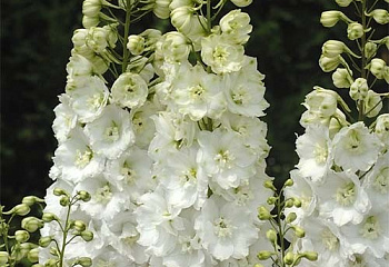 Дельфиниум Delphinium Innocence 