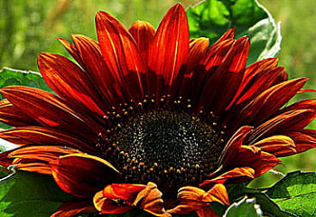 Гелиантус (Подсолнечник декоративный) Helianthus Buttercream 