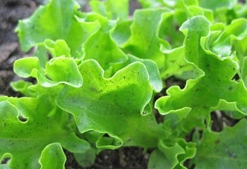 Салат Lettuce Maules Philadelphia 