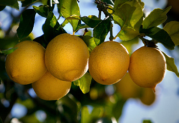 Лимон Citrus limon Allen 