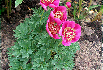 Пион Elfin Beauty 