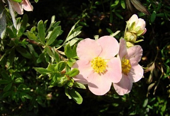 Лапчатка Potentilla Princess 