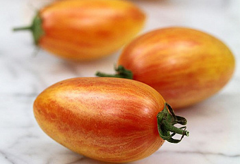 Помидор Тomato Blush 