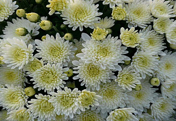 Хризантема Chrysanthemum Umka 