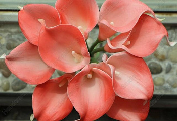 Калла Cаlla Coral 