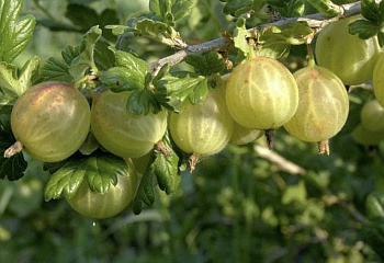 Крыжовник Ríbes úva-críspa Родник