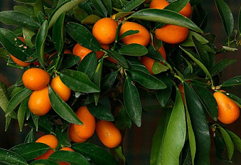 Апельсиновое дерево Orange Tree Ovale Calabrese 