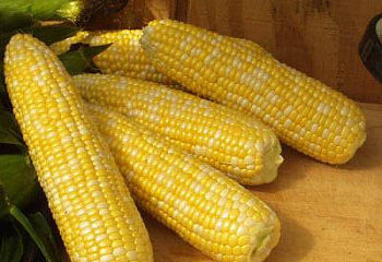 Кукуруза Sweetcorn Corn Luscious Bicolor 