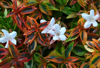 Абелия крупноцветковая  Abelia grandiflora Kaleidoscope 