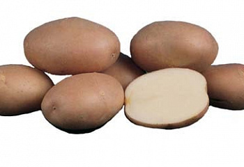 Картофель Potato Romano 