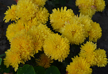 Хризантема Chrysanthemum Knop 