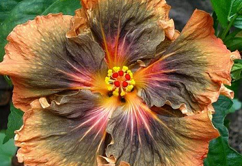 Гибискус Hibiscus Moorea Timeri Beauty 