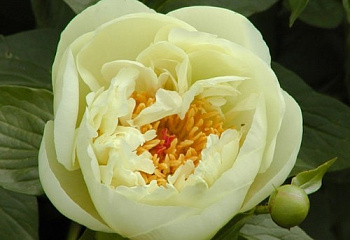 фото: Пион Lemon Chiffon Пион Lemon Chiffon