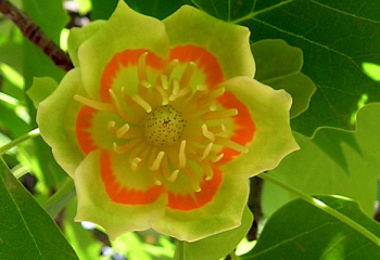 Лириодендрон, или Тюльпанное дерево Liriodendron Mediopictum 