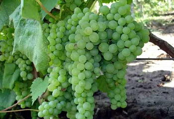 Виноград плодовый Vitis vinifera Romulus