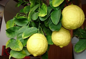 Лимон Citrus limon Рanderosa 