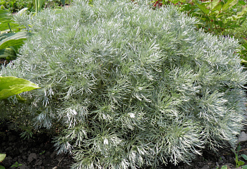 Полынь Шмидта Artemisia schmidtiana Nana 