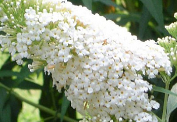 Буддлея Buddléja davídii White Bouquet 