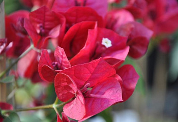 Бугенвиллия или Бумажный цветок  Bougainvillea Rubiana 