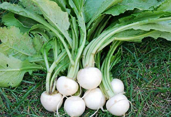 Репа Turnip White Egg 