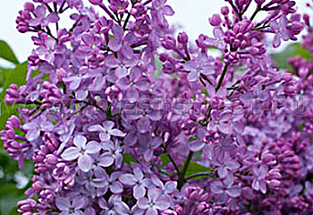 сирень обыкновенная Amethyst 