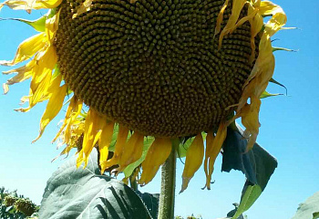 Подсолнечник Sunflower NK Neoma 