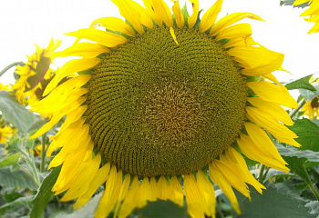 Подсолнечник Sunflower Serzhan 