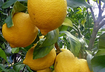 Лимон Citrus limon Kursky 