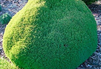 Туя западная Teddy 