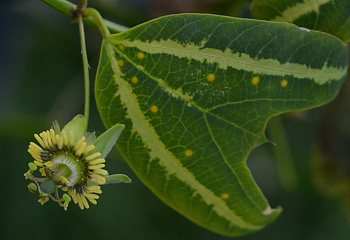 Страстоцвет (пассифлора) Boenderi 