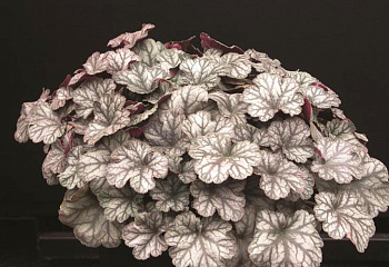 Гейхера  Heuchera  Frost 