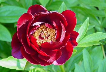 Пион Illini Belle 