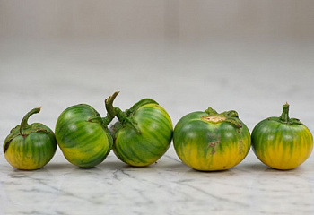 Баклажан Eggplant Gbogname F1 