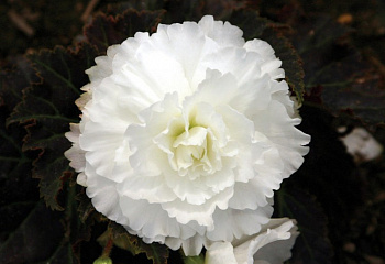 Бегония Begonia Nonstop Mocca White 