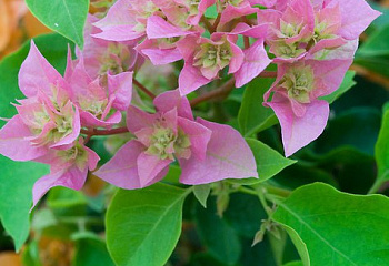 Бугенвиллия или Бумажный цветок  Bougainvillea Buttiana'Los Banos Beauty 
