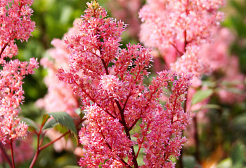 Астильба Astilbe  Lollipop 