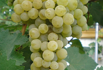 Виноград винный Vitis vinifera Цитронный Магарача