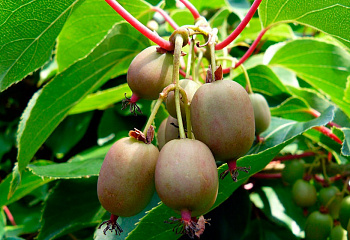 Актинидия аргута Actinidia arguta Звездная