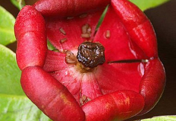 Увария бледная Uvaria lurida 
