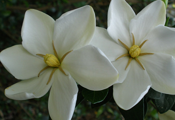 Гардения Gardenia White Gem 